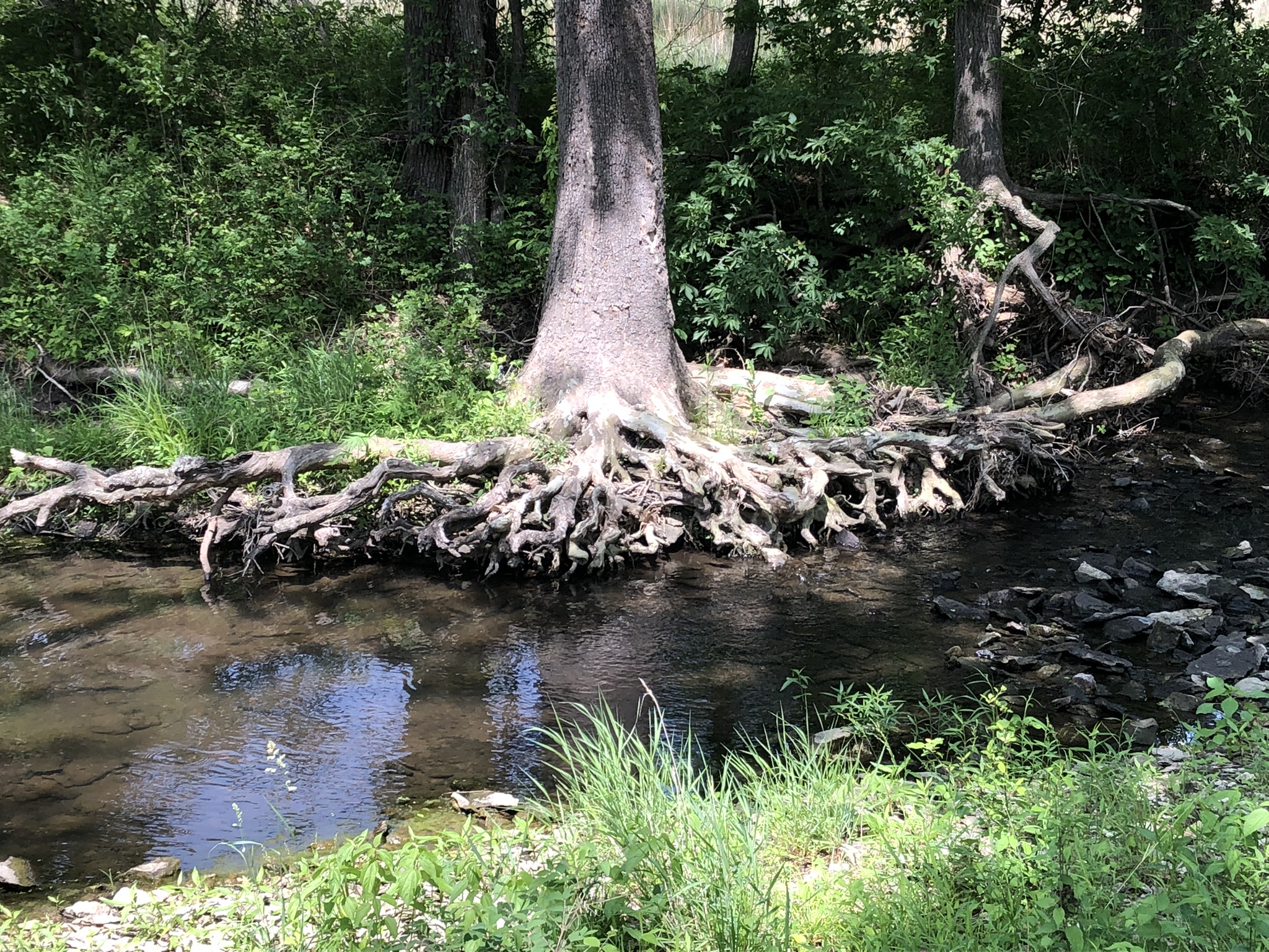 Tree in Kill Creek at Hidden Timber Farm horse pasture boarding